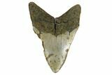 Huge, Fossil Megalodon Tooth - North Carolina #172571-2